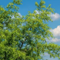 2.25gal Willow Oak Tree - National Plant Network -Home Improvement Store GUEST 00d7ff1b dc3a 4eb2 9cf7 19e1233bcc51