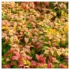 Nandina 'Fire Power' 1pc - National Plant Network - U.S.D.A. Hardiness Zones 6 - 9 -Home Improvement Store GUEST 0fc02ea2 26a4 496f bad4 a1eced8f5306