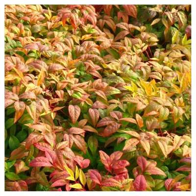 Nandina 'Fire Power' 1pc - National Plant Network - U.S.D.A. Hardiness Zones 6 - 9 3 Nandina 'Fire Power' 1pc - National Plant Network - U.S.D.A. Hardiness Zones 6 - 9