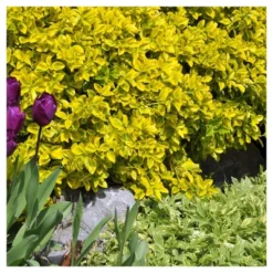 Euonymus 'Golden' 1pc In 2.5 Quarts Container - National Plant Network - U.S.D.A. Hardiness Zones 6 - 9 -Home Improvement Store GUEST 117fac3e 599d 430e ae22 f8e3ee3a0924