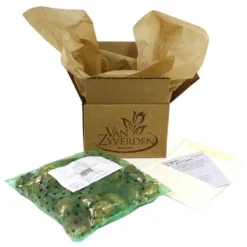 Van Zyverden 5ct Hyacinth Red Indoor Forcing Jan Bos Flower Bulb Set -Home Improvement Store GUEST 173d033c 2a9d 49e2 aac7 fc87c07d5dac 3