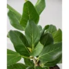 Ficus Audrey - National Plant Network