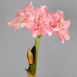 Van Zyverden Amaryllis Pink Double Time Flower Bulb -Home Improvement Store GUEST 19f25c0b c1c2 4234 abea 45ee0f663ebc
