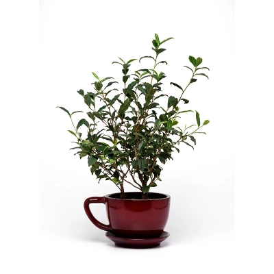 2.5qt Brew-Tea-Ful Plant - National Plant Network 3 2.5qt Brew-Tea-Ful Plant - National Plant Network