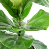 10" Fiddle Leaf Fig Plant - National Plant Network