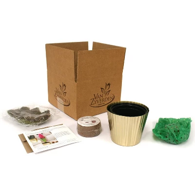 Hyacinth Carnegie Kit White PreChilled Bulb With Iron Brass Fluted Planter - Van Zyverden 3 Hyacinth Carnegie Kit White PreChilled Bulb With Iron Brass Fluted Planter - Van Zyverden