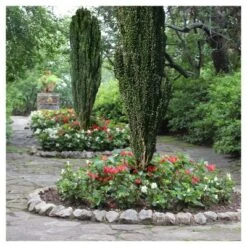 Holly 'Sky Pencil' 1pc - National Plant Network U.S.D.A Hardiness Zone 5-9 - 2.25 Gallon -Home Improvement Store GUEST 21cda380 5456 4bf5 b930 a560da057f57