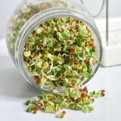 Tribest GEO Sprouting Jar System With Stainless Steel Rack And Ceramic Base Plate – Clear 13 Tribest GEO Sprouting Jar System With Stainless Steel Rack And Ceramic Base Plate – Clear -Home Improvement Store GUEST 233561dd d0c4 4b22 8d23 695e494c00e1