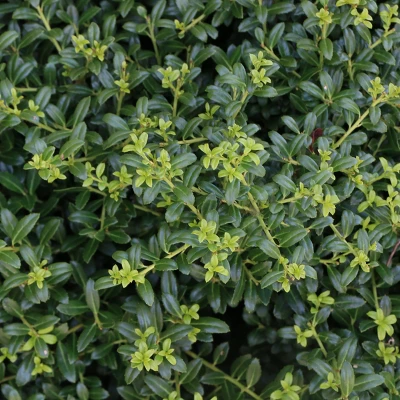 Holly 'Soft Touch' 2.25gal U.S.D.A. Hardiness Zones 5-9 - 1p - National Plant Network 3 Holly 'Soft Touch' 2.25gal U.S.D.A. Hardiness Zones 5-9 - 1p - National Plant Network