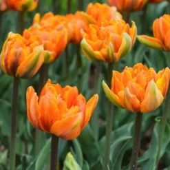 Van Zyverden 40ct Bulbs Multicolored Harmony Spring Blooming Patio Planter Set -Home Improvement Store GUEST 26f8fc78 c331 4d58 868d 342512a36093