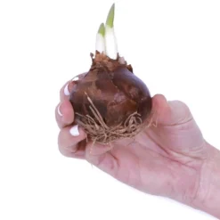 Narcissus Kit Ziva Paperwhite Bulb With Fluted Iron Faux Brass Finish Planter - Van Zyverden 6 Narcissus Kit Ziva Paperwhite Bulb With Fluted Iron Faux Brass Finish Planter - Van Zyverden -Home Improvement Store GUEST 297caf82 be15 42c5 9a5c c67781f96a70