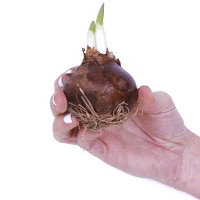 Narcissus Kit Ziva Paperwhite Bulb With Fluted Iron Faux Brass Finish Planter - Van Zyverden 4 Narcissus Kit Ziva Paperwhite Bulb With Fluted Iron Faux Brass Finish Planter - Van Zyverden - Image 2