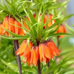 Van Zyverden 40ct Bulbs Multicolored Harmony Spring Blooming Patio Planter Set