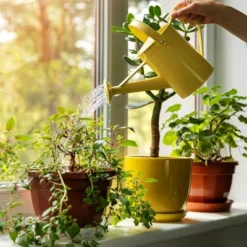 Back To The Roots All Purpose Plant Food 1.5lb -Home Improvement Store GUEST 2be3a9ba 855d 4f3e 931f 9753742bcc07