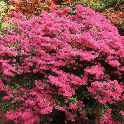 2.25gal Rosa Azalea Plant With Pink Blooms - National Plant Network 4 2.25gal Rosa Azalea Plant With Pink Blooms - National Plant Network - Image 2
