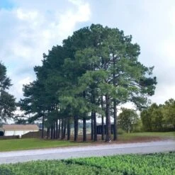 2.25gal Loblolly Pine Tree - National Plant Network