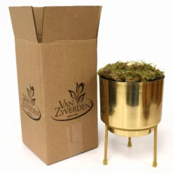 Amaryllis Fantasy Yellow Preplanted Bulb With Brass Finish Iron Plant And Stand - Van Zyverden -Home Improvement Store GUEST 2d0502eb b3c3 4f20 be85 303e908f8801