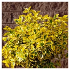 Euonymus 'Golden' 1pc In 2.5 Quarts Container - National Plant Network - U.S.D.A. Hardiness Zones 6 - 9 -Home Improvement Store GUEST 34975495 67b9 47de 9596 15eb8b443d4f