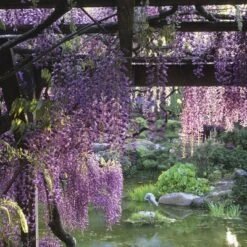 Wisteria 'Amethyst Falls' 1pc U.S.D.A. Hardiness Zones 5-9 National Plant Network 2.5qt -Home Improvement Store GUEST 3babb8b2 1cff 417d ad83 91d4e1e18144