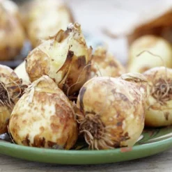 Van Zyverden Set Of 25 Bulbs Camassia Quamash