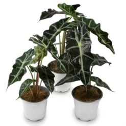 3pc Alocasia Poly - National Plant Network -Home Improvement Store GUEST 3eabc30b 85fd 43d9 ac2d a07f0e6f0882