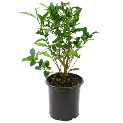 2.5qt Brew-Tea-Ful Plant - National Plant Network 5 2.5qt Brew-Tea-Ful Plant - National Plant Network - Image 3