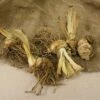 Bearded Iris Best Bet Set Of 3 Roots - White/Purple - Van Zyverden -Home Improvement Store GUEST 4c9048df 71e5 442d adc5 44254671fdb8