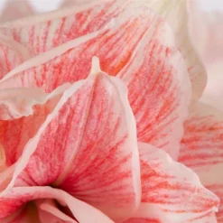 Van Zyverden Amaryllis Pink Double Time Flower Bulb -Home Improvement Store GUEST 4e4dcbf1 f2e0 428c 8dcb d13224e4347c