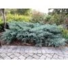 2.25gal Owl Juniper Plant Gray - National Plant Network -Home Improvement Store GUEST 54f70aee 4c95 4e12 803d e67e58e10ec1