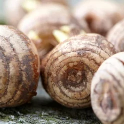 25ct Crocus Large Flowering Blend For Containers Bulbs - Van Zyverden