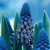25ct Grape Hyacinths Giant Cobalt Blue Bulbs - Van Zyverden 2 25ct Grape Hyacinths Giant Cobalt Blue Bulbs - Van Zyverden -Home Improvement Store GUEST 5a5f2d99 4023 46d8 bb87 0c845153ccb5