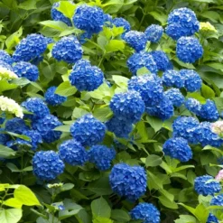 3pc Hydrangea Nikko Blue - National Plant Network -Home Improvement Store GUEST 5b0c3254 6e31 4012 9dbd 765411f24bf9