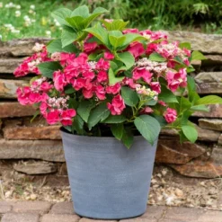 3pc Hydrangea Cherry Explosion - National Plant Network -Home Improvement Store GUEST 5cbef659 9c79 4f42 b0ed 3411bec0f9bf