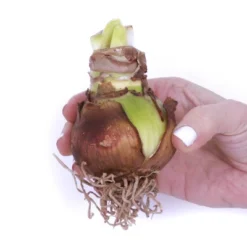 Van Zyverden 5ct Amaryllis Multicolored Economy Mixed Flower Bulb Set -Home Improvement Store GUEST 600e2570 7273 44d4 a410 4ad4f3dec2d8 2