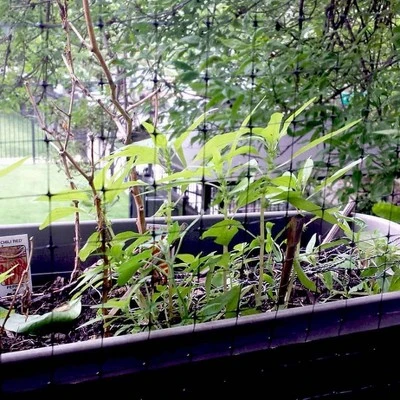 Bird-X NET-STD-200-14 Bird Net Standard 4 Bird-X NET-STD-200-14 Bird Net Standard - Image 2