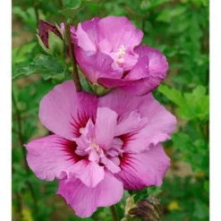 Hibiscus Tahiti Tree - National Plant Network -Home Improvement Store GUEST 634fc7cb 204b 4c31 a974 4417a950348b