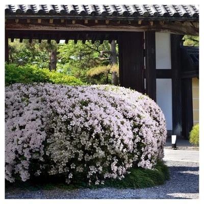 Azalea 'Snow' 1pc - National Plant Network U.S.D.A Hardiness Zone 6-9 4 Azalea 'Snow' 1pc - National Plant Network U.S.D.A Hardiness Zone 6-9 - Image 2