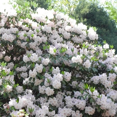 Encore 1pc Azalea Autumn Lily - National Plant Network 4 Encore 1pc Azalea Autumn Lily - National Plant Network - Image 2