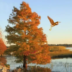 2.25gal Bald Cypress Tree - National Plant Network -Home Improvement Store GUEST 666ee78d 08e5 4e53 818f 01381635147c