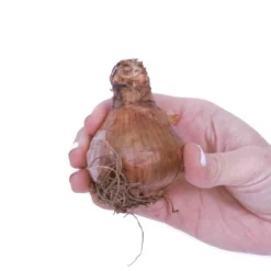 6ct Narcissus Daffodils Shrike Set Orange - Van Zyverden -Home Improvement Store GUEST 67f682d2 cd80 468f b76c 9ab1d3b6f1d6