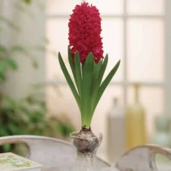 Van Zyverden 5ct Hyacinth Red Indoor Forcing Jan Bos Flower Bulb Set -Home Improvement Store GUEST 6de96fac da65 4c66 836b e1866b797ca9