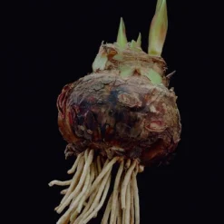 Van Zyverden Amaryllis Pink Double Time Flower Bulb -Home Improvement Store GUEST 7580982a c45e 49ec bd7b d08b77e0a4e1 1