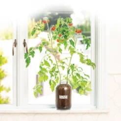 Back To The Roots Organic Tomato Grow Kit -Home Improvement Store GUEST 761ae776 020c 4c9e 930b 0e4a9b2de8cb