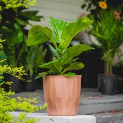 10" Fiddle Leaf Fig Plant - National Plant Network -Home Improvement Store GUEST 7aa45536 2468 44d6 b999 ca6332abc335