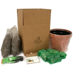 Van Zyverden 40ct Bulbs Multicolored Concertos Spring Blooming Patio Planter Set -Home Improvement Store GUEST 813a47f9 e31b 4d45 a49c 661a856e877b