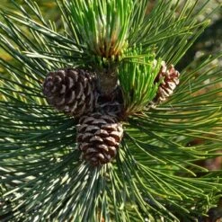 2.25gal Loblolly Pine Tree - National Plant Network -Home Improvement Store GUEST 818f754a 0604 4d1e 8353 30f2e40da235