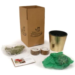 Amaryllis Kit White Bulb With Iron Brass Fluted Planter - Van Zyverden -Home Improvement Store GUEST 8237be2b a7a5 4a9c afd1 1c00e129b095