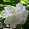 Gardenia 'Radicans' 1pc U.S.D.A. Hardiness Zones 7-11 National Plant Network 2.5qt -Home Improvement Store GUEST 840d1fd9 6c15 40f1 b9c6 ebd7183c2423