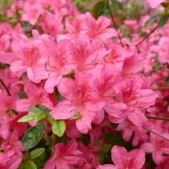 2.25gal Rosa Azalea Plant With Pink Blooms - National Plant Network 7 2.25gal Rosa Azalea Plant With Pink Blooms - National Plant Network -Home Improvement Store GUEST 84a974aa 3315 49d5 b963 10e974049b50
