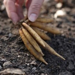 5ct Astilbe Top Choice Cake Mixture Bulbs - Van Zyverden -Home Improvement Store GUEST 8588fb6e 9188 461f bc99 83a900371250